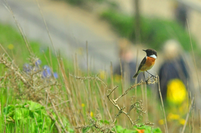 17 04 14_3129_edited-1.jpg - STONECHAT - SOUTHBOURNE CLIFFS, BOURNEMOUTH, DORSET - 17.4.14